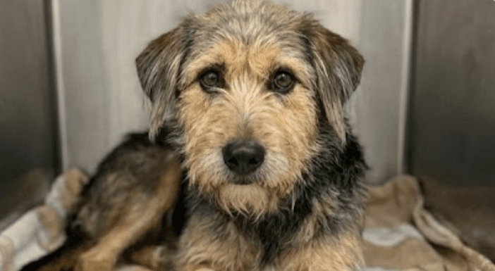 Animales de patas felices3